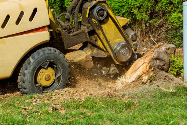 Best Palm Tree Trimming  in Youngsville, NC