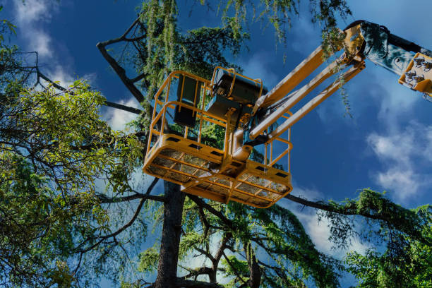 Youngsville, NC Tree Care Services Company